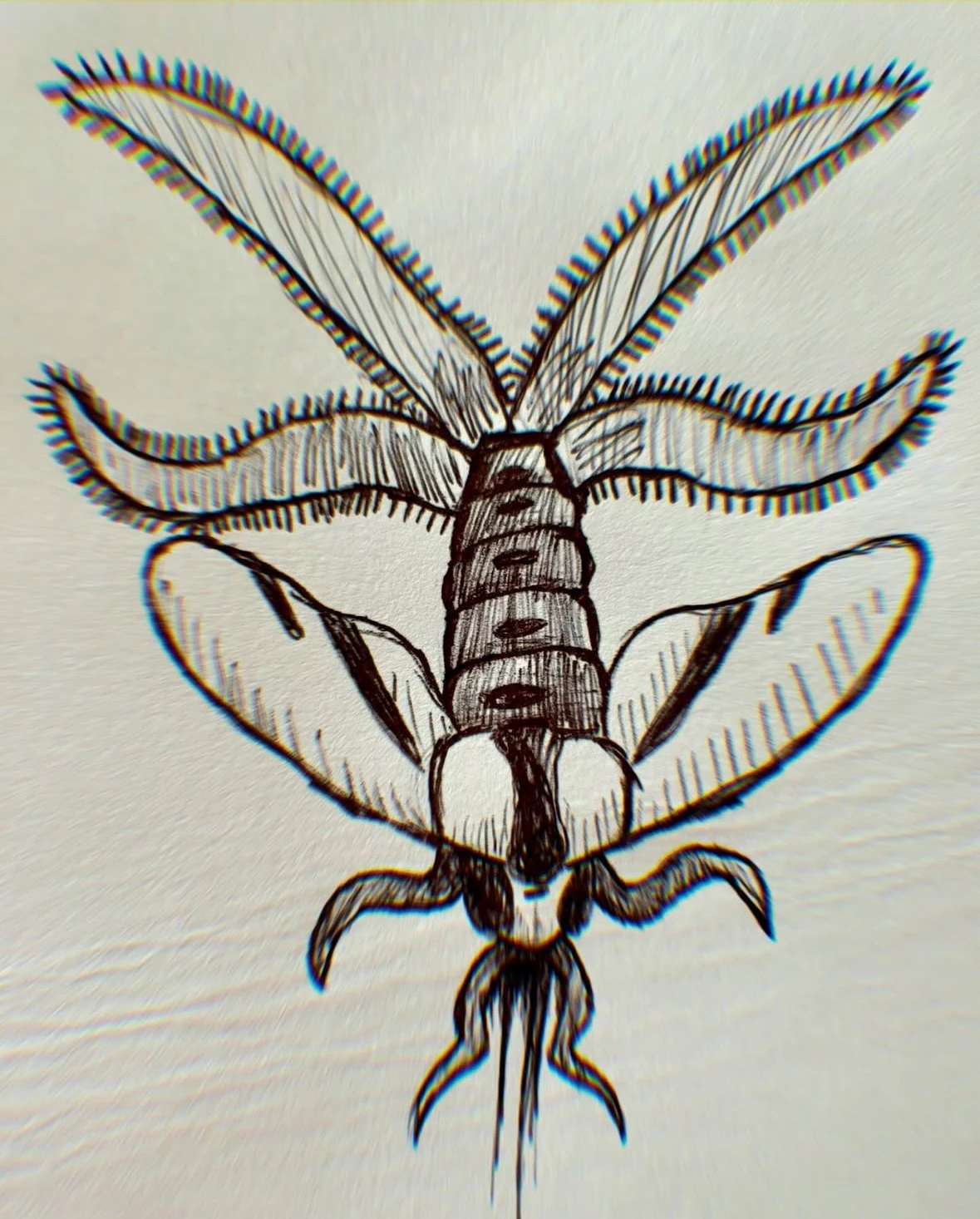 Moth Design